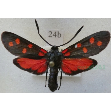 Zygaena transalpina (Esper, 1780) Kraśnik transalpejski Austria24b